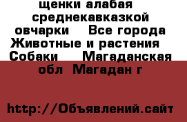 щенки алабая ( среднекавказкой овчарки) - Все города Животные и растения » Собаки   . Магаданская обл.,Магадан г.